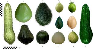 Image result for Sechium edule