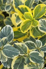 Image result for Euonymus fortunei