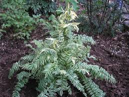Jacob S Ladders How To Grow And Care For Jacob S Ladder Plants Polemonium Garden Helper Gardening Questions And Jacobs Ladder Plant Plants Garden Helpers