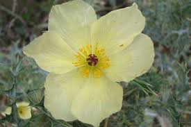 Image result for Argemone ochroleuca