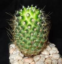 The medium the cactus is planted in is some sort of hard. Cacti Care Pests And Diseases On Line Guide To The Positive Identification Of Members Of The Cactus Family