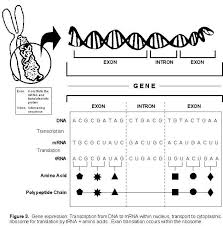 Gene Expression Biology Lessons Biology Teacher Teaching Biology