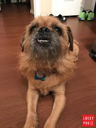 Find out about training, behavior, and care of huskydoodle dogs. Pug Cross Brussels Griffon Brug Hybrid Dog Breed Information Pictures