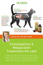 Megacolon is a severe cause of constipation. Pin On Keeping Your Cat Healthy