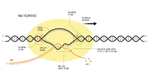 This one rna polymerase synthesizes all classes of rna. Rna Polymerase Function And Definition Technology Networks