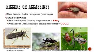 Assassin bugs lie in wait for insects and then stab the prey with their proboscis (the. New Jersey S Assassin Bugs And Risk Of Chagas Disease Myth Or Reality Youtube