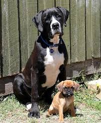 Black And Tan Pugalier Haha What Mix Will They Come Up With Next Just To Name It Something Funny Oh Geeeeeze Boxador Black And Pugalier Cute Dogs Cute Animals Boxador Puppies