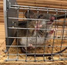 Richtig wir haben wieder mäuse in der küche. Eine Maus Im Ferienhaus Was Ist Der Beste Koder Fur Mause Welt