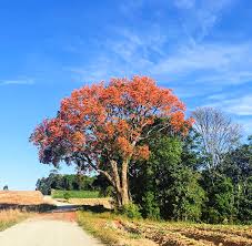 Image result for Erythrina falcata