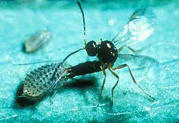 Microorganisms in biological pest control — a review they are biological pesticides based on pathogenic microorganisms specific to a target pest offer an gypsy moth caterpillars. Parasitoid Wikipedia