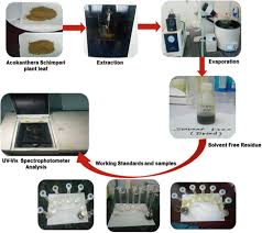 Image result for Acokanthera schimperi