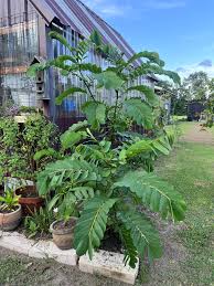 Image result for Cassia thyrsoidea