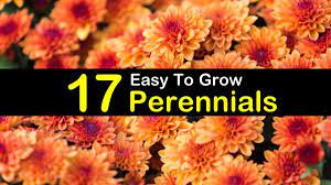 Check spelling or type a new query. 17 Easy To Grow Perennials