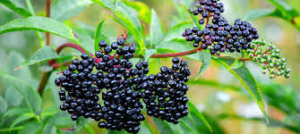 Elderberries – Crops and Soils