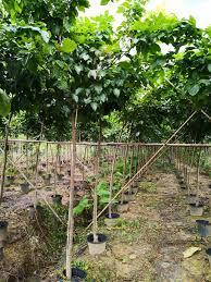 Image result for Millettia pinnata