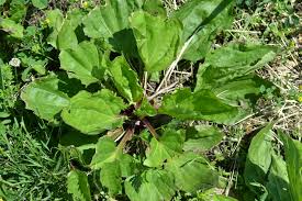 Broadleaf Weeds