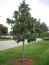 It is subject to leaf drop when temps. News Flash Palm Springs Fl Civicengage