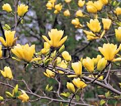 5 Butterfly Magnolia Seeds Lily Flower Tree Fragrant Tulip Magnol Liliiflora Blossoms Shade Plant Dr White Flower Farm Flowering Trees Magnolia Trees