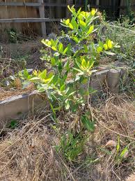 Image result for Mystroxylon