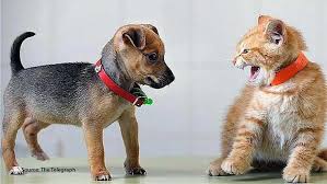 Create an algorithm to distinguish dogs from cats. First Time Owners Dogs Or Cats