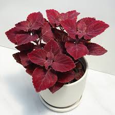 Image result for Coleus guerkei