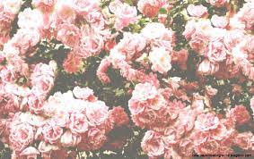 Maybe you would like to learn more about one of these? Pink Flower Wallpaper Tumblr Wallpapers Background Pink Aesthetic Backgrounds Flowers 1152x727 Wallpaper Teahub Io