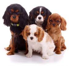 Cavalier king charles spaniel puppies for sale texas craigslist. Cavalier King Charles Spaniel Club Of Greater Houston Breeder Referral