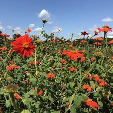 Image result for Tithonia rotundifolia