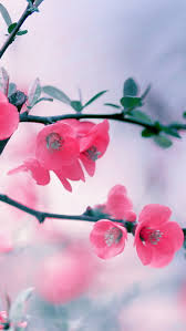 Htc Wallpaper Download Home Screen Flower Wallpapers For Phone 688x1223 Download Hd Wallpaper Wallpapertip