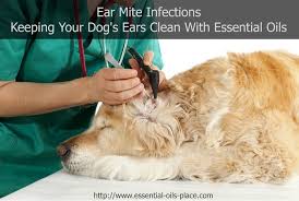 Dog Ear Care Mites