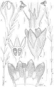 Image result for Hedythyrsus thamnoideus