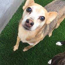 County san jose san luis obispo morro bay pismo beach santa barbara county santa cruz county santa rosa shasta cascade redding dog groups dog rescue & adoption dog training humane societies/shelters pet photography rv/camper rentals shopping for dogs shopping with. Puppies For Sale In San Diego California Adoptapet Com