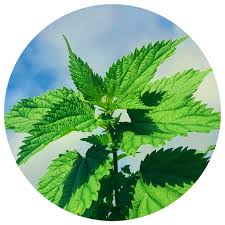 Image result for Urtica