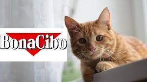 bonacibo kedi mamasi yorum temizmama kedi kediler ve yavrulari yavru kediler