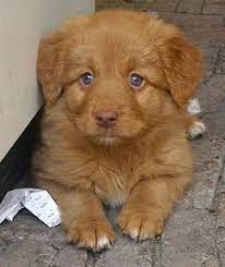 She believes dogs are born to hunt, i breed in order to maintain a dog's natural instincts. Loulou The Nova Scotia Duck Tolling Retriever Puppies Nova Scotia Duck Tolling Retriever Cute Animals