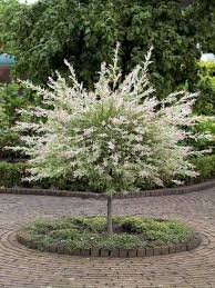 Salix Integra Flamingo Dappled Willow Gardenfuzzgarden Com Plants Garden Trees Lawn And Garden