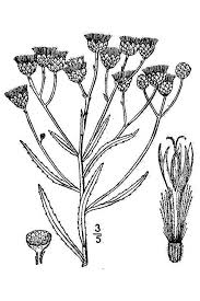 Image result for Gutenbergia trifolia