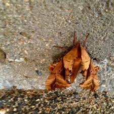 Camouflage Mimicry Looks Like A Crumpled Leaf It S A Moth Mimicry Camouflage Wood