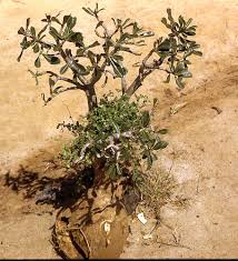 Image result for Synadenium pereskiifolium