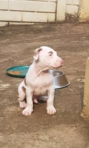 Xl pitbull puppies for sale. Funny Pitbull Puppies For Sale In Durban L2sanpiero