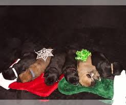 We did not find results for: View Ad Labrador Retriever Newfoundland Mix Puppy For Sale Near Colorado Co Spgs Usa Adn 175316