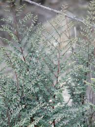 Image result for Pellaea boivinii