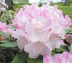 Plant Descriptions Rhododendron Plant Beautiful Flowers Rhododendron