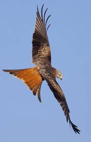 Birds Of Prey Digital Release Date Uk Red Kite Milvus Milvus Birds Of Prey Birds Flying Red Kite