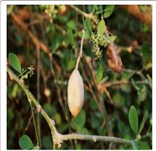 Image result for Balanites