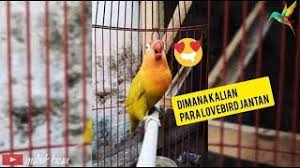 Select the following files that you wish to download or play stream, if you do not find them, please search only for artist, song, video title. Download Suara Lovebird Betina Birahi Untuk Pancingan Lb Jantan Hobi Burung
