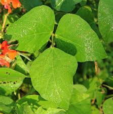 We did not find results for: Scarlet Runner Bean Phaseolus Coccineus Wisconsin Horticulture