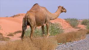 Why does a camel walk easily on sand but it is difficult for a man to walk on sand through a camel i. Camel Walk Stock Footage Royalty Free Stock Videos Pond5