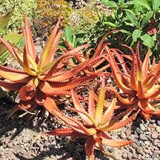 Image result for Aloe cameronii