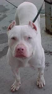 Wow This Is A Beautiful White Pit Goruntuler Ile Kopek Turleri Kangal Kopegi Kopek
